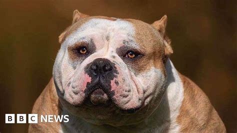 Inside the world of organised crime and extreme dog breeding